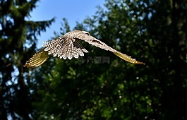 獵鷹,鷙鳥,野生動物攝影