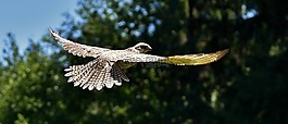 獵鷹,鷙鳥,野生動(dòng)物攝影