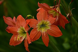 百合,花,花瓣