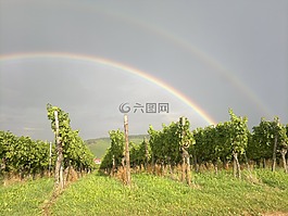 葡萄種植,葡萄園,葡萄藤