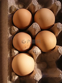雞,domesticus,雞蛋