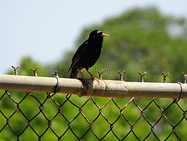 鳥,籬笆,公園