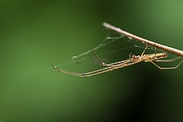 蜘蛛,怪物,昆蟲