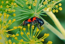 昆蟲(chóng),鮮花,紅