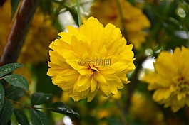 性質(zhì),植物,花卉