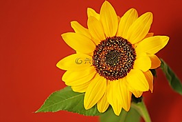 向日葵,花,植物區(qū)系