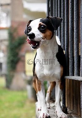 狗,舌,動物