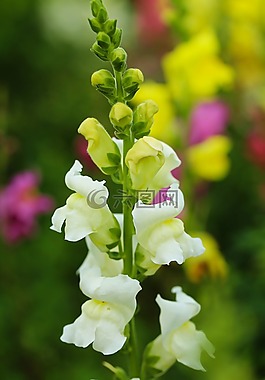 花,植物區(qū)系,白