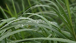 滴,雨,植物