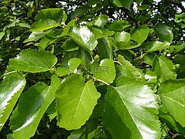 花青素,構(gòu),著色劑