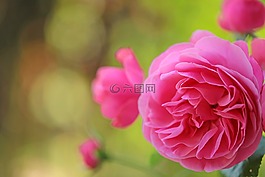 花,自然,植物區(qū)系