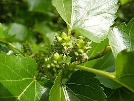 花青素,構(gòu),著色劑