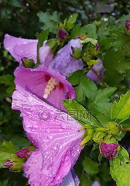開花,一滴水,關(guān)閉