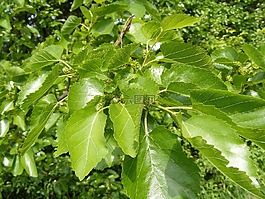 花青素,構(gòu),著色劑