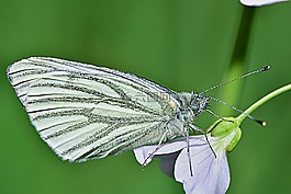 性質(zhì),蝴蝶,宏