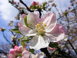 蘋果,花,鮮花