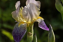 鳶尾花,虹膜,鮮花