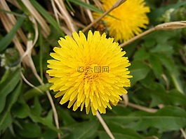抗癌,菊科,蒲公英