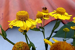 孫釀造,鮮花,植物