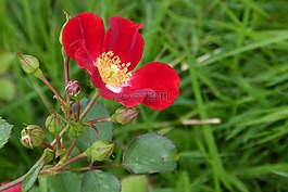 玫瑰,開花,芽