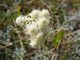 arenarium,鮮花,gnaphalium