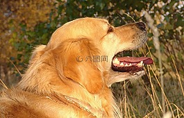 狗,動物,寵物