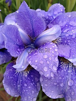 鳶尾花,花,盛開