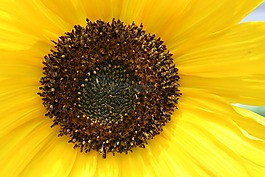 向日葵,花,開花