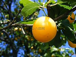 李子,prunu,紅色