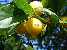 李子,prunu,紅色