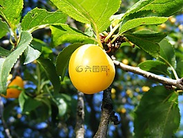 李子,prunu,紅色