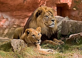 獅子,野生動物,捕食