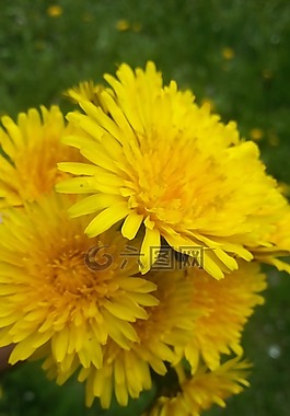 尼姑,蒲公英,黃色