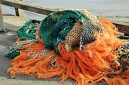 凈額,捕魚(yú),顏色
