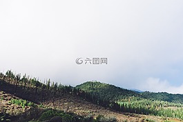 丘陵,樹,自然