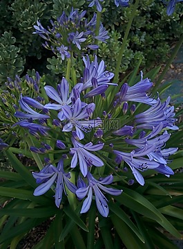 花,紫色,花燈泡