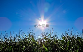 玉米,麥田,太陽