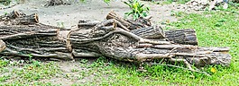 樹,死亡,自然