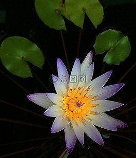 睡蓮,花,植物