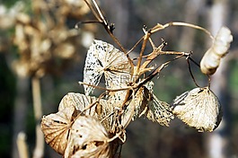 枯萎,花卉,分支