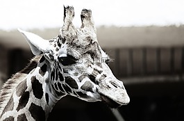 動物,長頸鹿,動物園