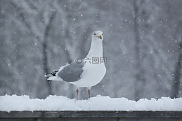 海鸥,雪下,栏杆