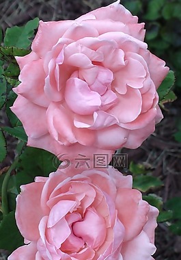 牡丹,鮮花,花園