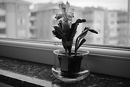 花卉,仙人掌,窗口