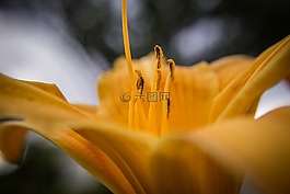 花,黃色,特寫(xiě)