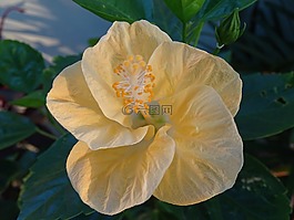 槿,黄色,黄芙蓉