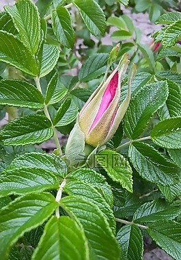 玫瑰果,芽,花卉