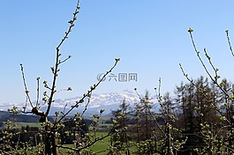 景觀,蘋果樹,鮮花