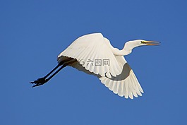 動(dòng)物,天空,鳥