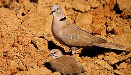婴儿,捉住了,columbidae